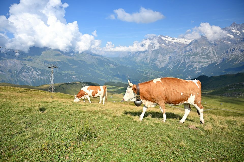 Dos vacas pastando en un prado verde de montaña